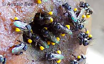 stingless native bees carrying pollen on their legs