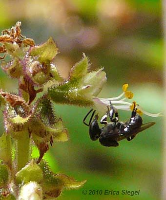 native bees