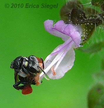 stingless bee by erica siegel