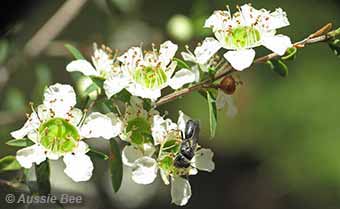 Leptospermum with native bee