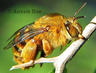 native teddybear bee by Aussie Bee