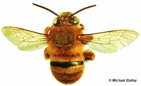 Teddy Bear Bee ID photo