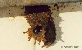 native bee nest entrance
