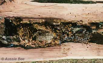 Tetragonula carbonaria stingless bee nest