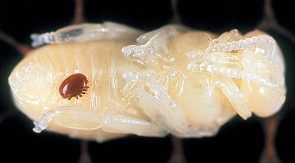 varroa mite on European honeybee