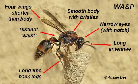 features of a wasp
