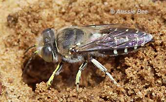 bembix wasp