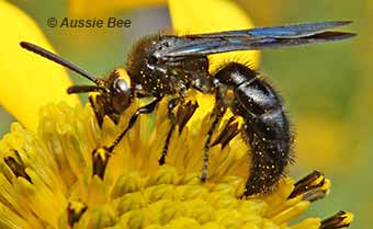 native wasp on flower