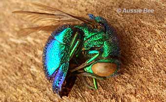 cuckoo wasp