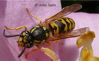 european wasp