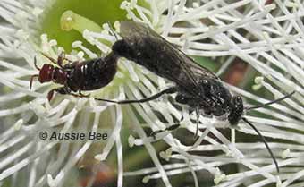 flower wasps