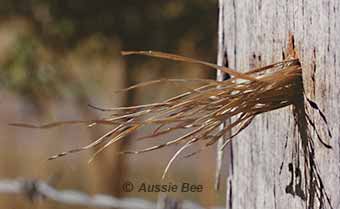 Grass nest entrance built by a soliary wasp in a bee hotel