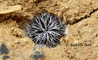 Wasp mimic bee nest entrance