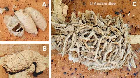 native wasp mud nests