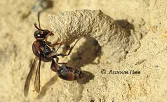 Solitary wasp nest in bee hotel