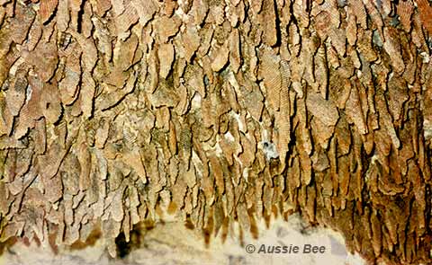 native wasp paper nests