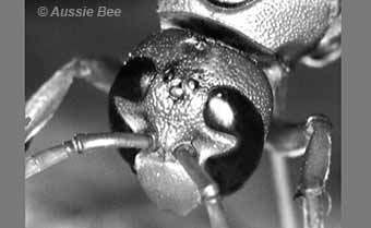 notched eye of a wasp