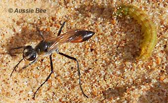 sand wasp