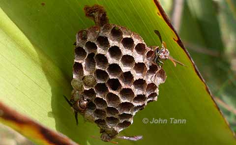 paper wasp nest