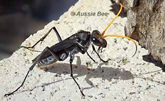 spider wasp