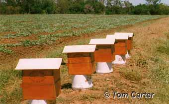 stingless bees pollinating a watermelon crop