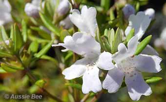 Westringia native flowers