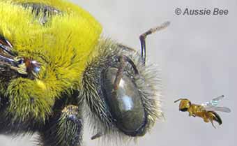 Australia's largest and smallest native bees